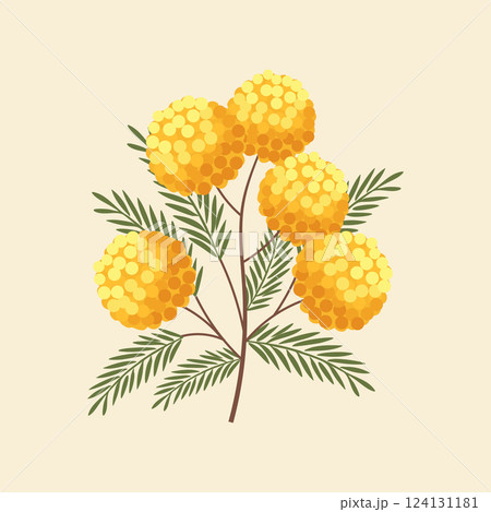 Beautiful illustration of a mimosa branch. Bouquet of mimosa. Spring greeting card. Flat illustration. Beautiful illustration of a mimosa branch. Bouquet of mimosa. Spring greeting card. Flat illustration. 124131181