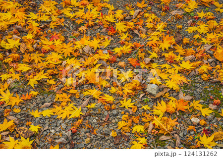 新城市にある愛知県民の森の地面に落ちた紅葉(愛知県) 124131262
