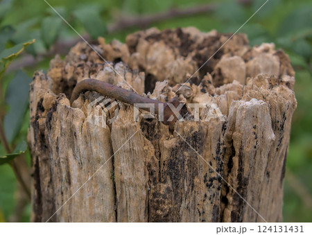 rusty nail driven in rusty nail driven in 124131431