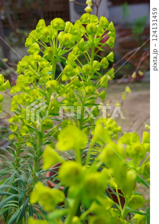 ユーフォルビア 124131459