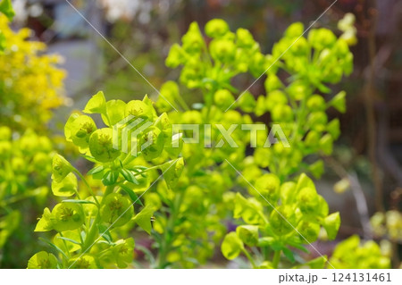 ユーフォルビア 124131461