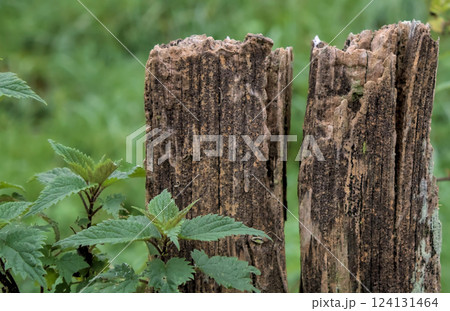fence post with nettles 124131464