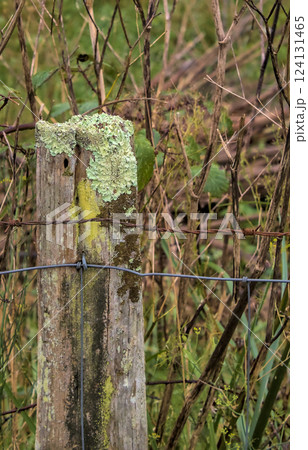 post with lichen and barbed wire 124131465