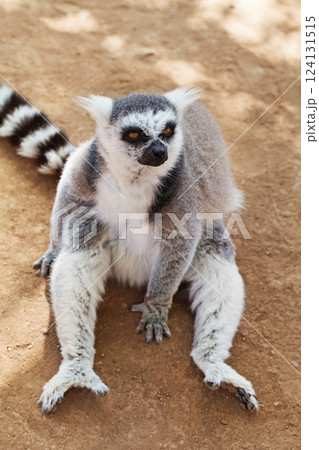 Furry ring-tailed lemur outdoors portrait Furry ring-tailed lemur outdoors portrait 124131515