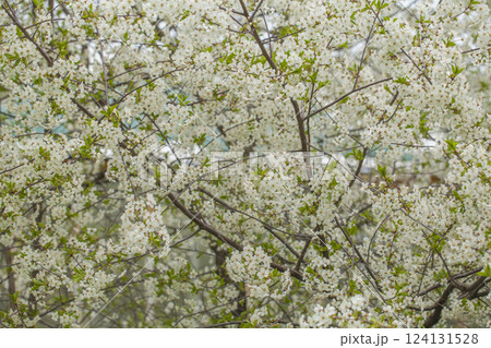 Spring garden background. White cherry tree flowers Spring garden background. White cherry tree flowers 124131528