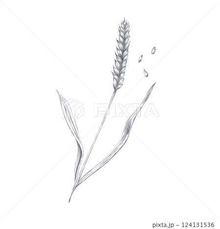Barley ear. Isolated pencil illustration of barley in realistic style for restaurant menu design, beer festival, packaging, harvest festival Barley ear. Isolated pencil illustration of barley in realistic style for restaurant menu design, beer festival, packaging, harvest festival 124131536