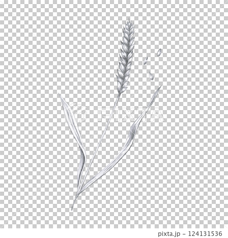 Barley ear. Isolated pencil illustration of barley in realistic style for restaurant menu design, beer festival, packaging, harvest festival Barley ear. Isolated pencil illustration of barley in realistic style for restaurant menu design, beer festival, packaging, harvest festival 124131536