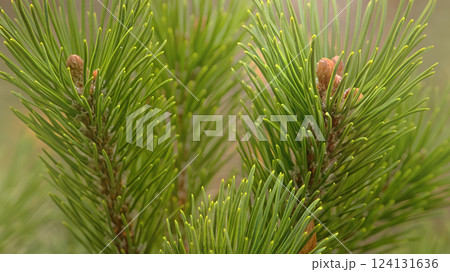 Bright green pine shoots in soft sunlight. Bright green pine shoots in soft sunlight. 124131636