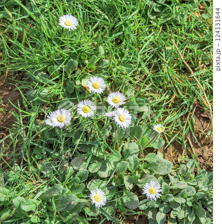 daisies in the meadow 124131644