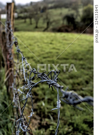tangled barbed wire 124131645