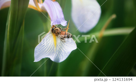 Honey bee and beautiful Iris flower, spring summer season, wild natural landscape, banner, beauty in nature. Honey bee on Iris flower collecting pollen. 124131694