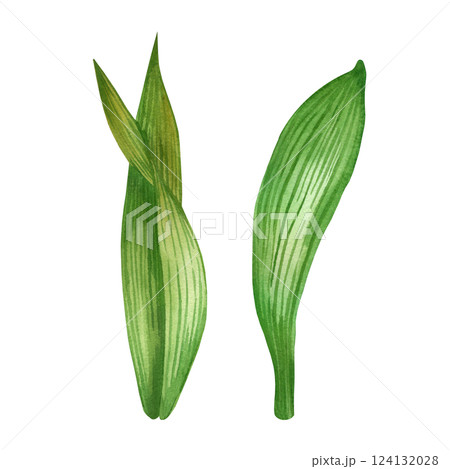 The leaves of the iris flowers are bright green with dark veins, all objects are hand-painted with watercolors. The set of watercolor illustrations is suitable for printing on fabric and paper, design The leaves of the iris flowers are bright green with dark veins, all objects are hand-painted with watercolors. The set of watercolor illustrations is suitable for printing on fabric and paper, design 124132028