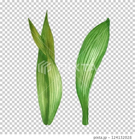 The leaves of the iris flowers are bright green with dark veins, all objects are hand-painted with watercolors. The set of watercolor illustrations is suitable for printing on fabric and paper, design The leaves of the iris flowers are bright green with dark veins, all objects are hand-painted with watercolors. The set of watercolor illustrations is suitable for printing on fabric and paper, design 124132028