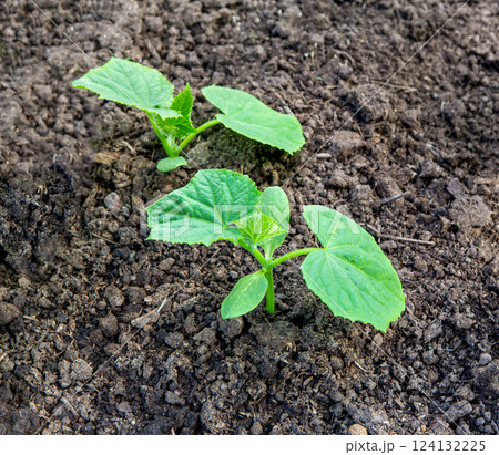 Sprout of cucumber. Seedling of cucumbers . Sprout of cucumber. Seedling of cucumbers . 124132225