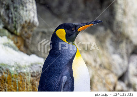 king penguins 124132332