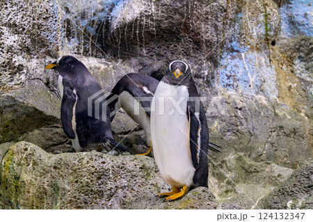 penguins at the zoo penguins at the zoo 124132347