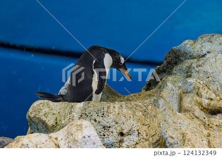 penguins at the zoo 124132349