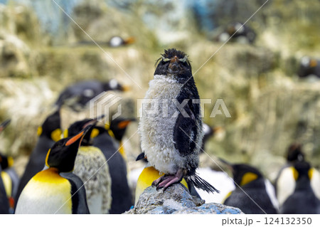 penguins at the zoo penguins at the zoo 124132350