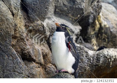 penguins at the zoo 124132351