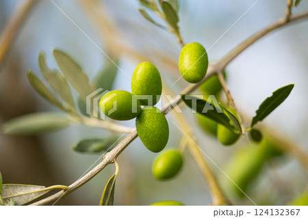 olive trees with green olives 124132367
