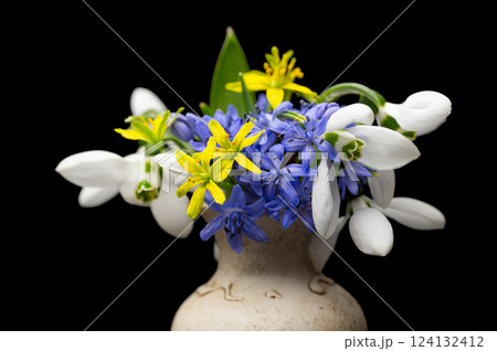 bouquet of spring primroses 124132412
