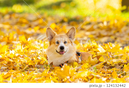 Corgi Pembroke in Autumn Park 124132442