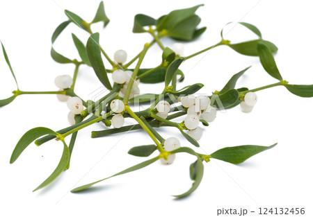 mistletoe branch isolated mistletoe branch isolated 124132456