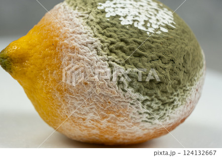 Decomposing Lemon with Fuzzy Mold Formation Decomposing Lemon with Fuzzy Mold Formation 124132667