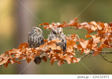 Scops Owl, Otus scops, pair of little owl in the nature habitat, sitting on the tree branch between leaves. Wildlife scene from nature 124132971