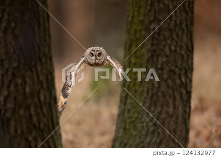 Asio otus, Long-eared Owl flying in dried vegetation in autumn forest during sunset. Wildlife scene from the nature habitat. 124132977