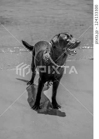 Wet Black Labrador Retriever Standing on a Sandy Beach with Waves in a Black and White Scene 124133300
