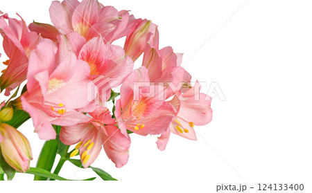 pink alstroemeria flower, Lily of the Incas, in vase on isolated white background pink alstroemeria flower, Lily of the Incas, in vase on isolated white background 124133400