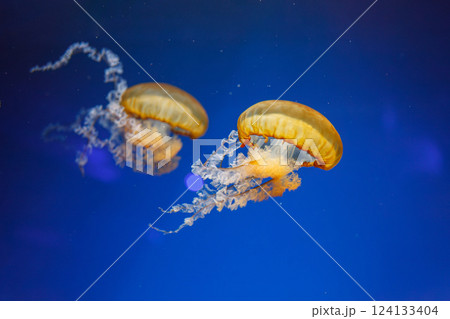 underwater photos of jellyfish chrysaora fuscescens jellyfish pacific sea nettle 124133404