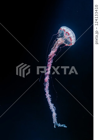underwater photos of purple striped jelly chrysaora colorata underwater photos of purple striped jelly chrysaora colorata 124133410