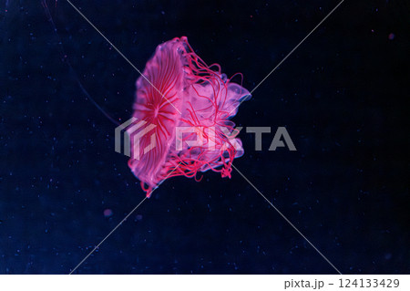 underwater photography jellyfish chrysaora melanaster, Northern Sea Nettle or brown jellyfish underwater photography jellyfish chrysaora melanaster, Northern Sea Nettle or brown jellyfish 124133429