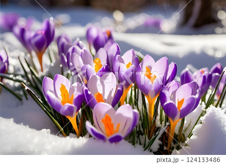 Crocus chrysanthus blooms, growing on snow in cold weather.AI Generated 124133486