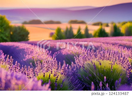 Purple lavender field blooming under the warm sunlight.AI Generated 124133487