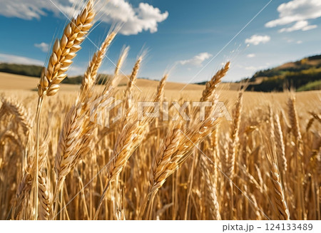 Golden wheat fields stretch across the vast landscape.AI Generated 124133489