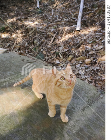 竹やぶで暮らす可愛い子猫 竹やぶで暮らす可愛い子猫 124133887