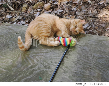 竹やぶで暮らす可愛い子猫 竹やぶで暮らす可愛い子猫 124133899