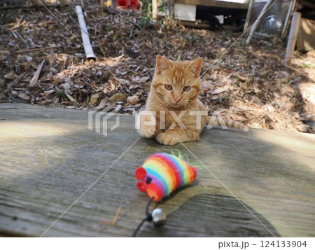 竹やぶで暮らす可愛い子猫 124133904