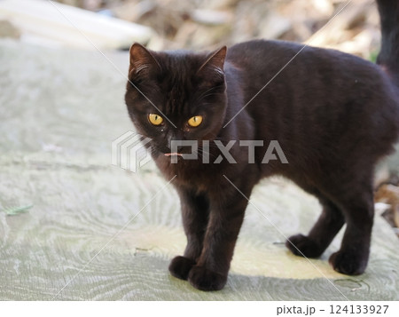 竹やぶで暮らす可愛い子猫 124133927