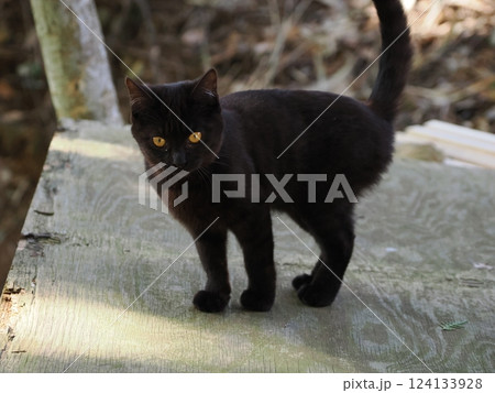 竹やぶで暮らす可愛い子猫 124133928