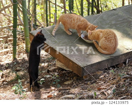 竹やぶで暮らす可愛い子猫 竹やぶで暮らす可愛い子猫 124133975