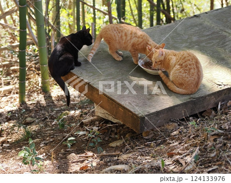 竹やぶで暮らす可愛い子猫 竹やぶで暮らす可愛い子猫 124133976
