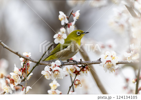 開花した梅の木の枝にとまるメジロ 開花した梅の木の枝にとまるメジロ 124134105