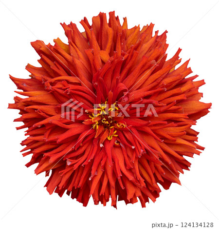 Red flowering zinnia bud on isolated background, top view 124134128