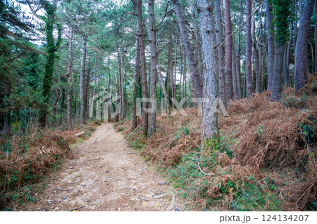 Green deep forest in mountain near bay Boka and Kotor town in Montenegro in winter time 124134207