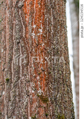 Nature. Trentepohlia algae growing on a tree in forest. Nature. Trentepohlia algae growing on a tree in forest. 124134516