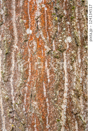 Nature. Trentepohlia algae growing on a tree in forest. 124134517